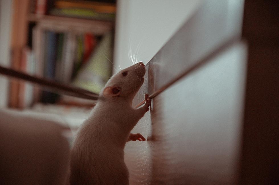 Is There Really A Rat Infestation At This Lubbock High School?