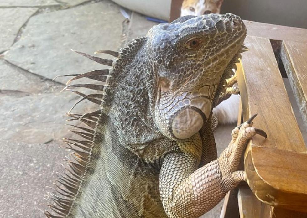 Keep Your Eyes Peeled For A MASSIVE Lost Pet Iguana in Lubbock
