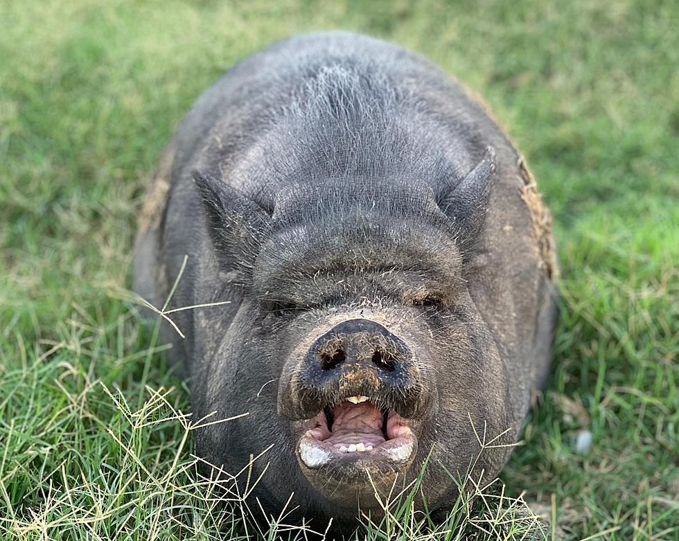 Was Texas Family Terrorized By A Pig? Or Is Their Story Hogwash?