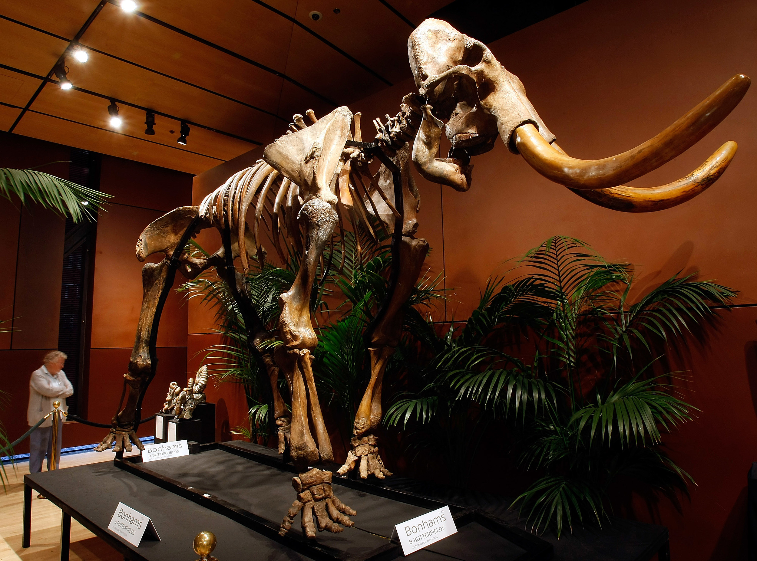 A Texas Company Is Working To De-Extinct The Wooly Mammoth