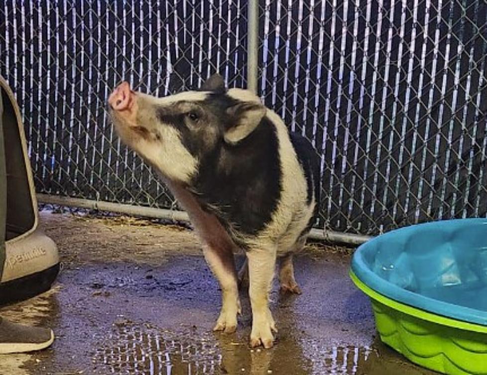 Piggy Found Wandering Lubbock Streets Needs a New Home