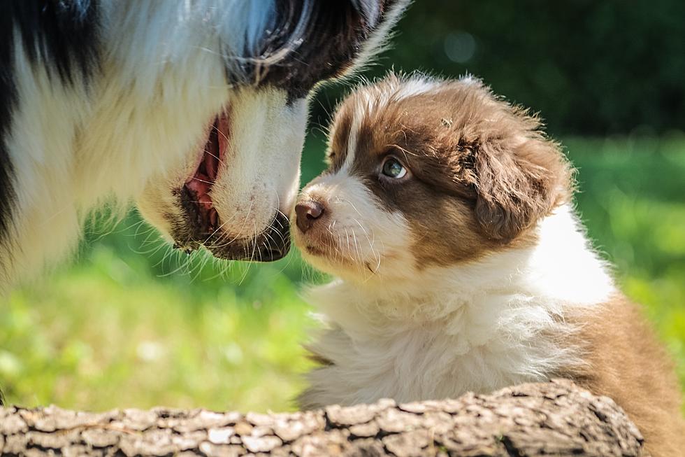 Here Are Three Important New Animal-Related Laws In Texas For 2023