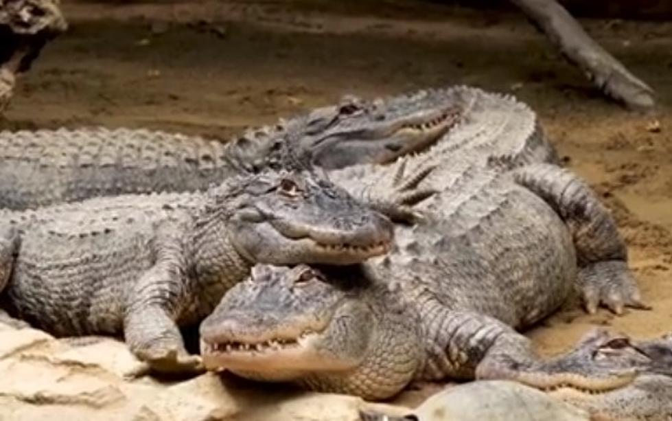 Beware of The Top 3 Most Alligator-Infested Waters in Texas