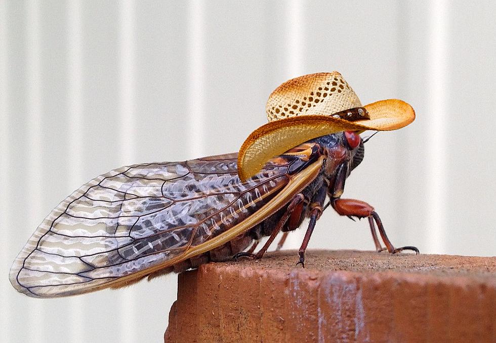 Will Texas Be Swarmed By These Billions Of Bugs?