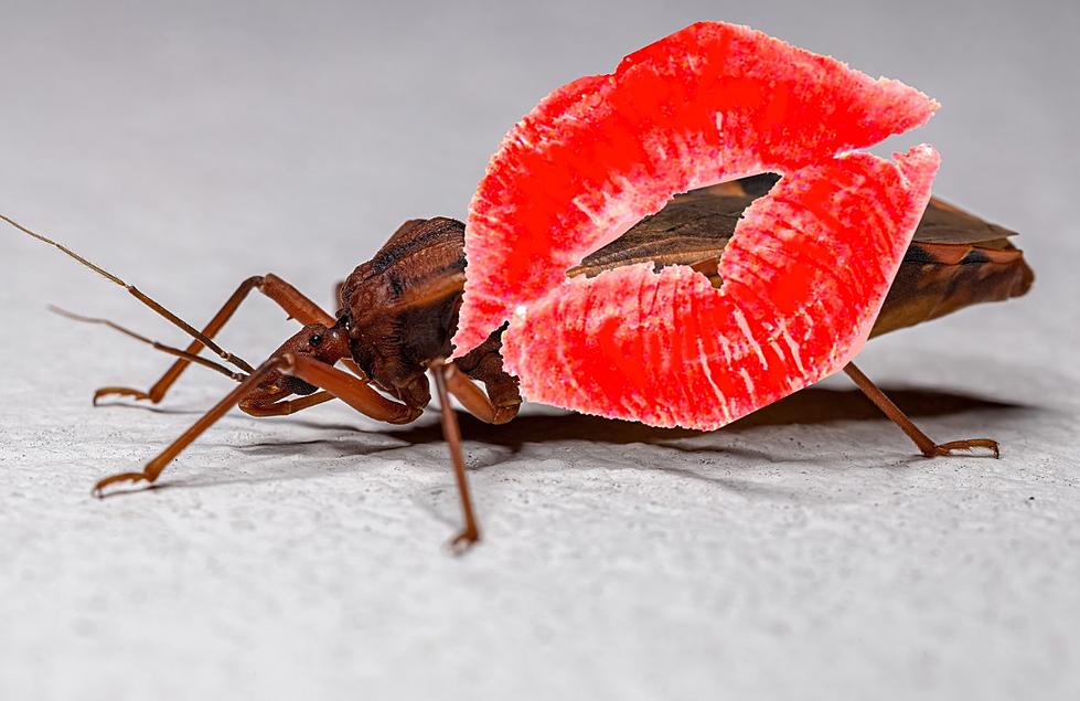 Texas Bug With Adorable Name Can Cause A Deadly Disease