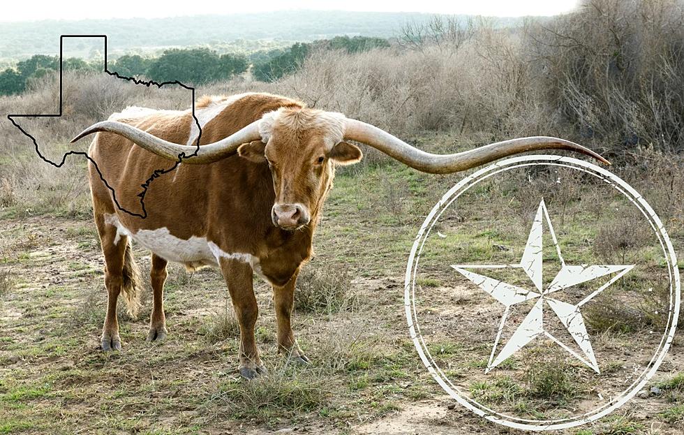 A True Texas Original: The Story Of The Mighty Longhorn Cattle