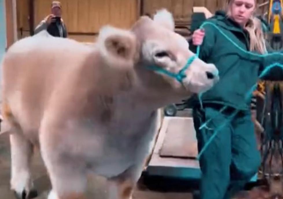 WATCH: This Must Be The Snuggliest Cow in All of Texas