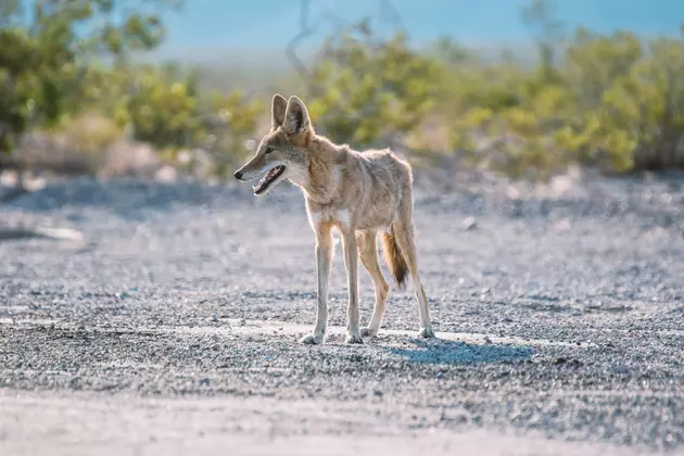 Coyote To Be Euthanized After Biting 3 Kids At Texas Park