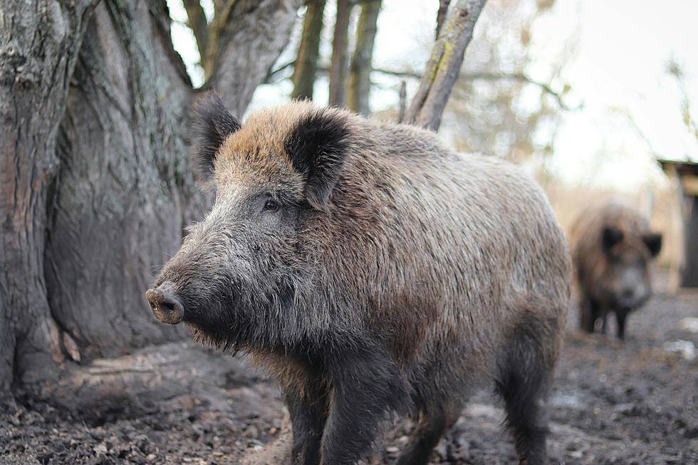 Is It Legal To Shoot A Wild Hog On Your Property In Texas?