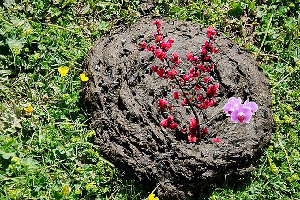The Texas Turd Blossom: Weird Flower or Major Insult?
