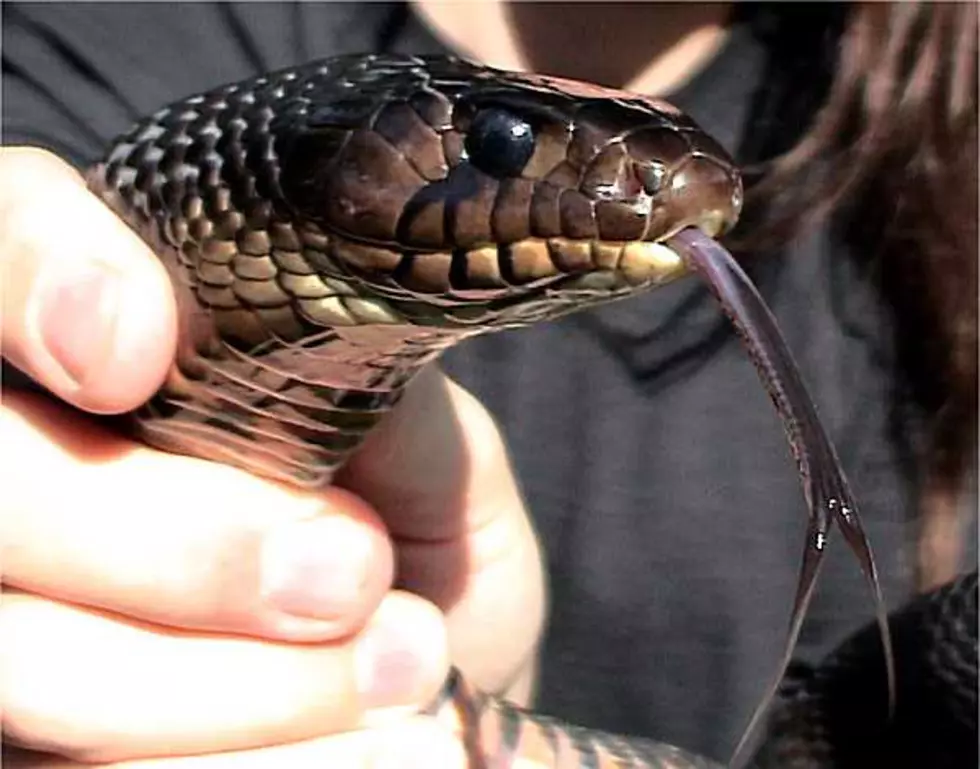 Big In Texas: The Biggest Snake In The Lone Star State