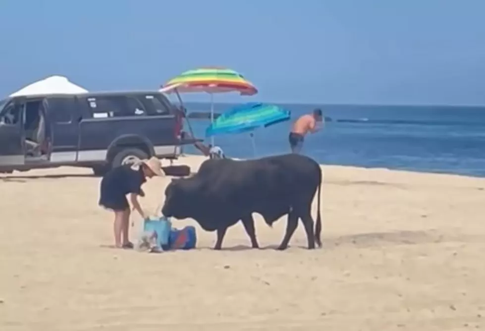 [GRAPHIC] Woman Ignores Warning, Gets Attacked by Bull on Mexican Beach