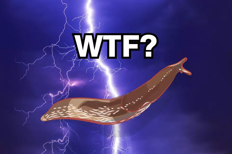 Storms In Lubbock Lead To Invasion Of Thunderslugs