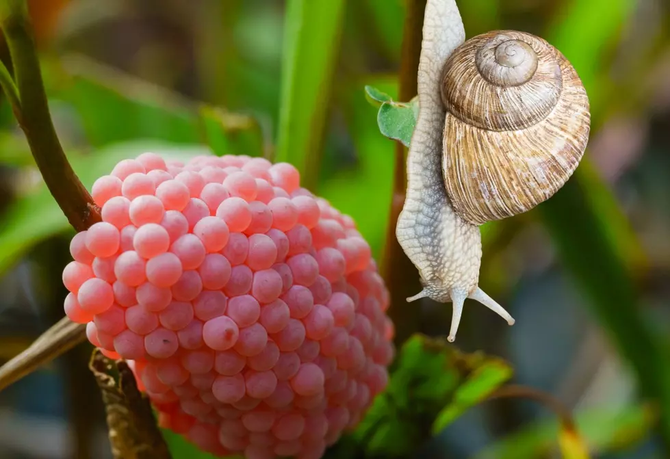 Yuck! These Pink Texas &#8216;Berries&#8217; Are Actually Invasive &#038; Dangerous Slug Eggs