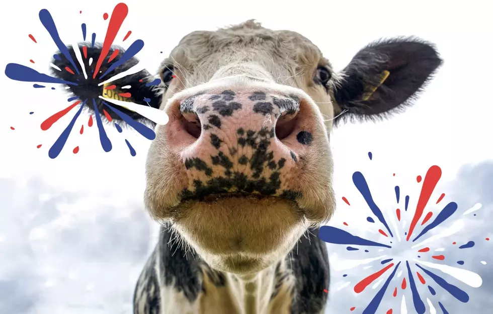 Plainview&#8217;s Red, White &#038; Moo Freedom Parade &#038; Milk Fest To Celebrate Dairy Culture