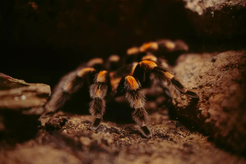 The Truth About Texas Brown Tarantulas and Why You Shouldn’t Kill Them