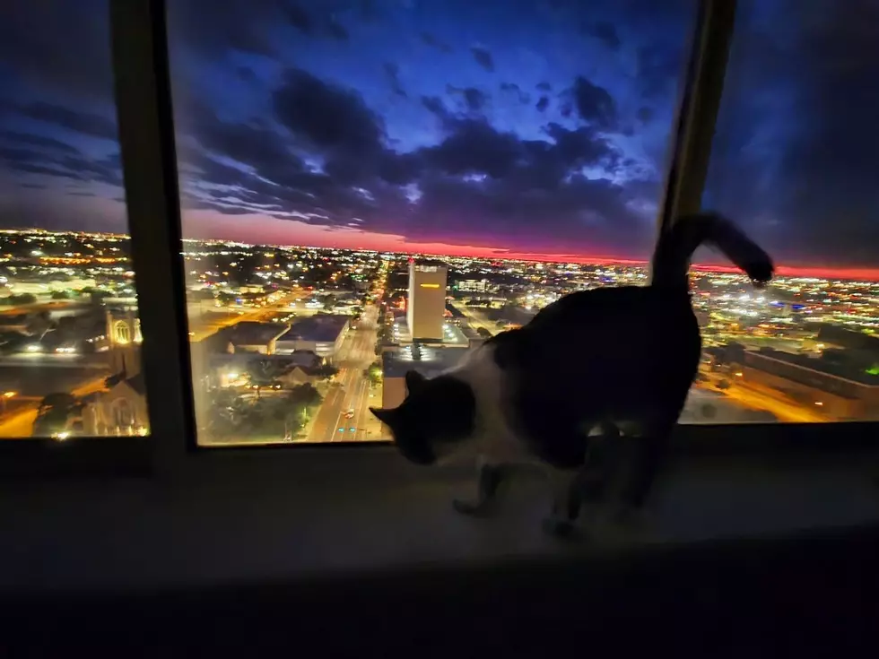 My Cat Greg, Chrissy