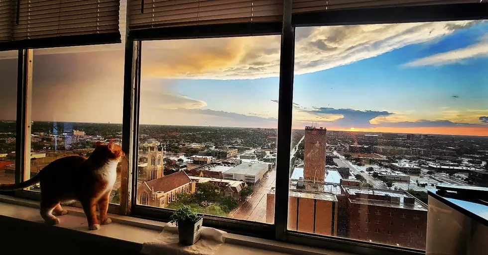 From Sweet Pancakes To Wandering Peacocks, Lubbock Awaits