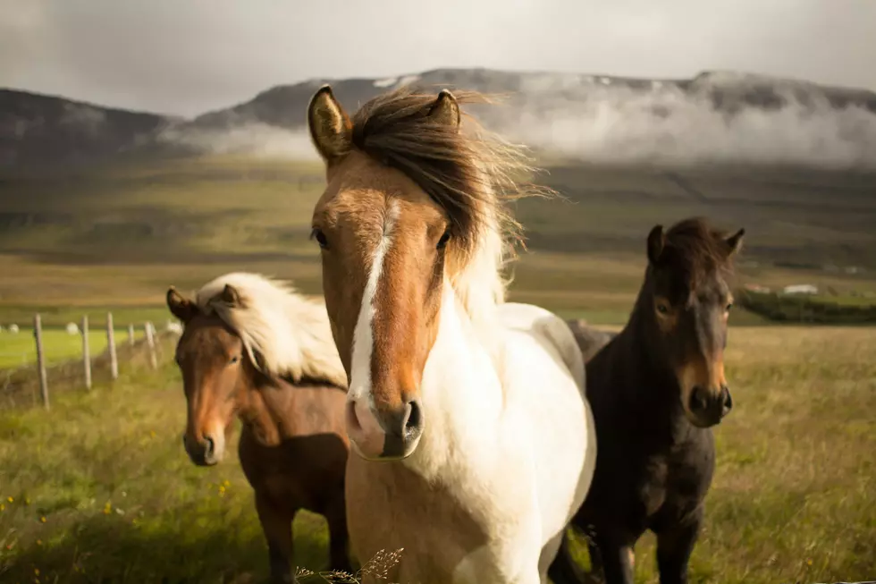 West Texans Can Adopt Wild Horses and Burros at Upcoming Clovis Event