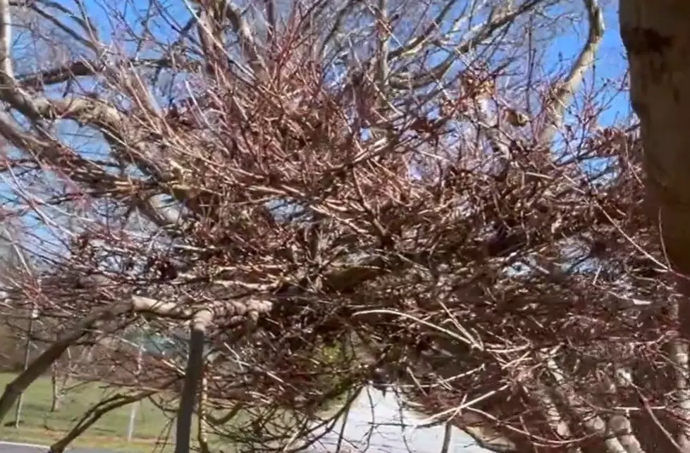 What Is A Witch’s Broom Anomaly, And Why Do They Form In Lubbock?