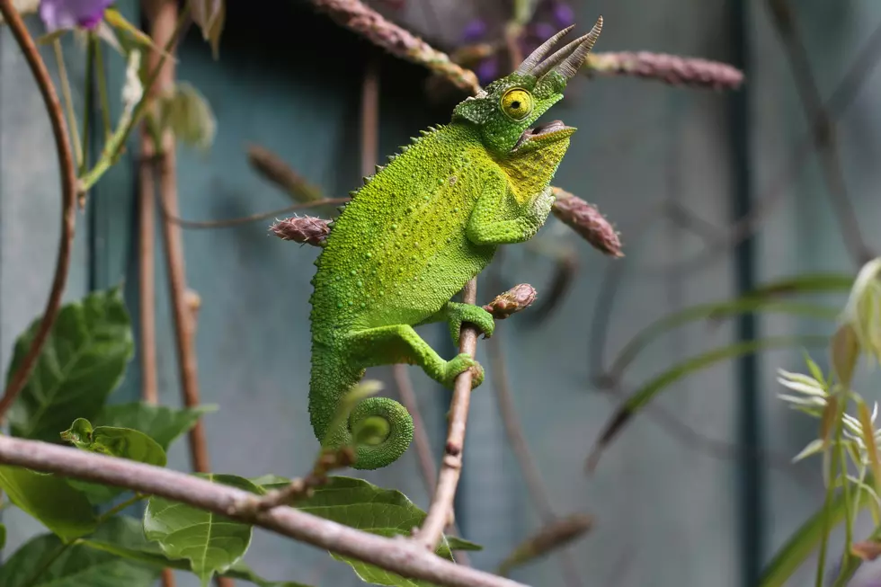 Lubbock Reptile Lovers: This Amarillo Expo Is Worth the Road Trip