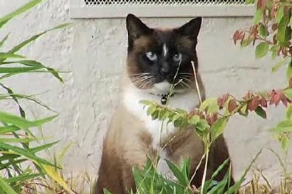 Dusty, The Real Life ‘Cat Burglar’ [VIDEO]