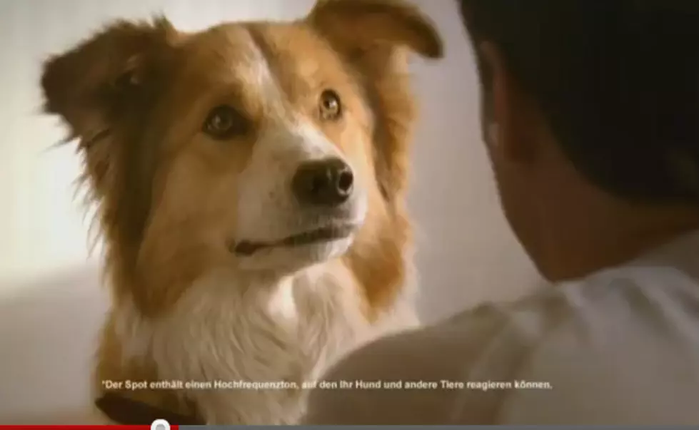 Purina is Targeting Dogs With Their Very Own TV Commercial