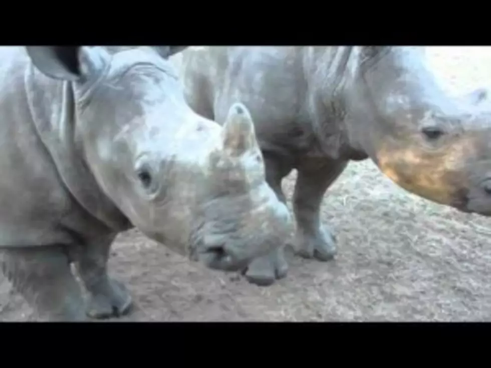 Baby Rhinos Talk to Each Other