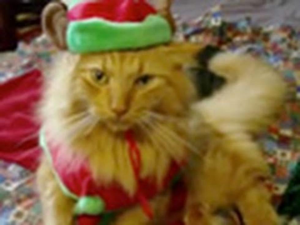 Cute Video of the Day: Animals Singing Jingle Bells