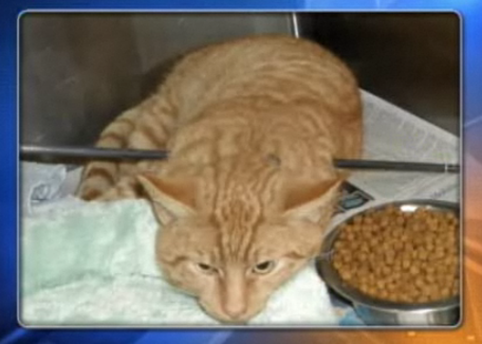 Cat Viciously Shot With An Arrow Survives