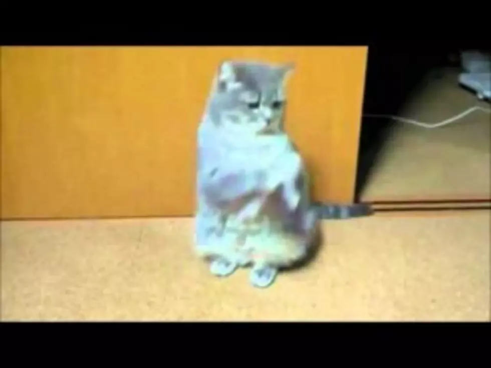 Cat Dances like Pee Wee Herman[VIDEO]