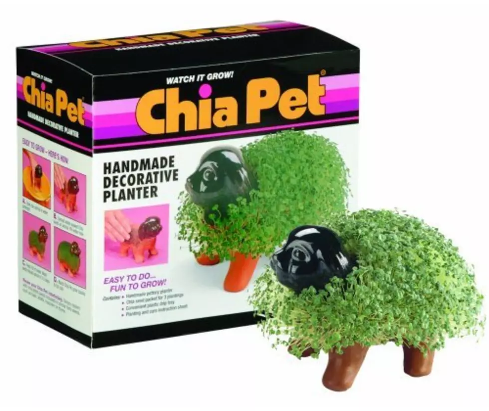 Chia Pet Seeds the New Health Food? [VIDEO]