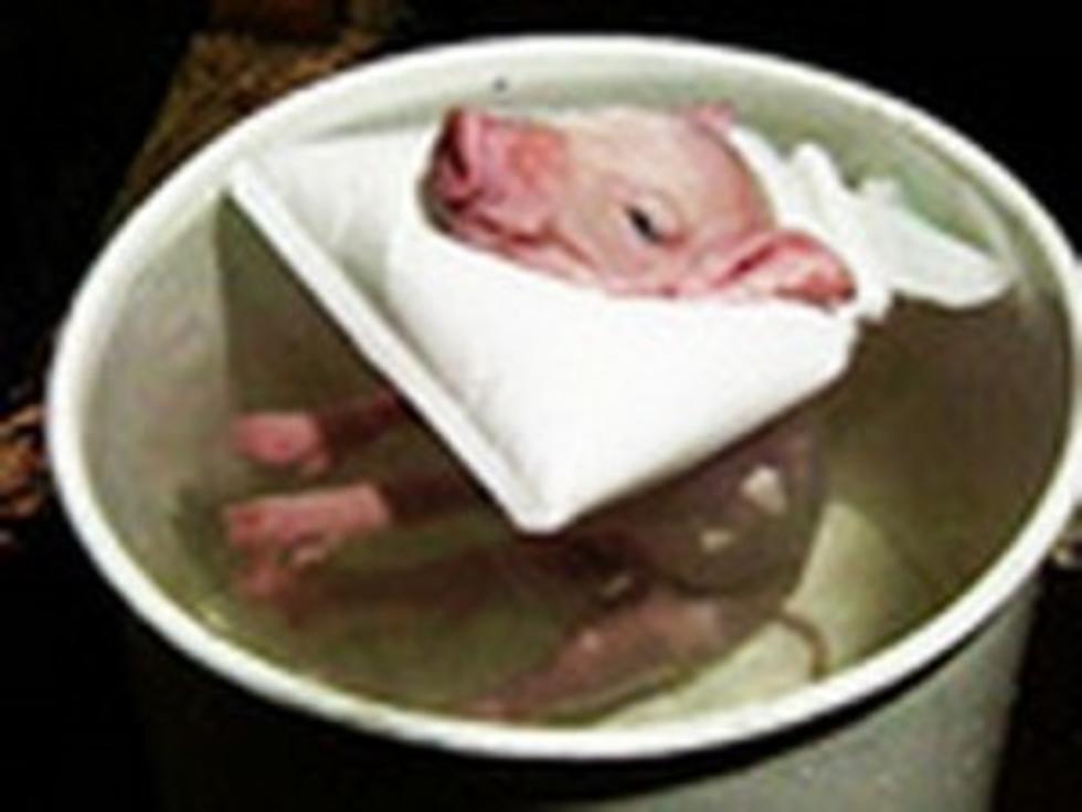 Piglet Gets a Bath [VIDEO]