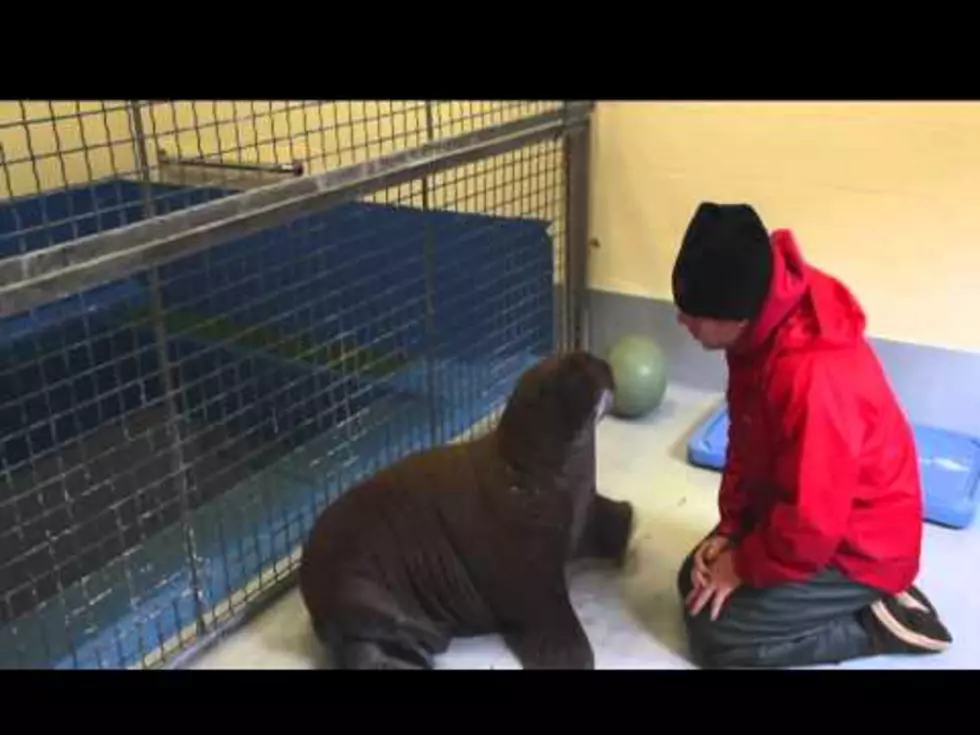 Monday Dose of Cuteness: Orphaned Walrus Loves to Cuddle [VIDEO]