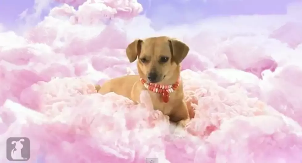 The Katy Puppy Sings Katy Perry’s ‘California Gurls’ [VIDEO]