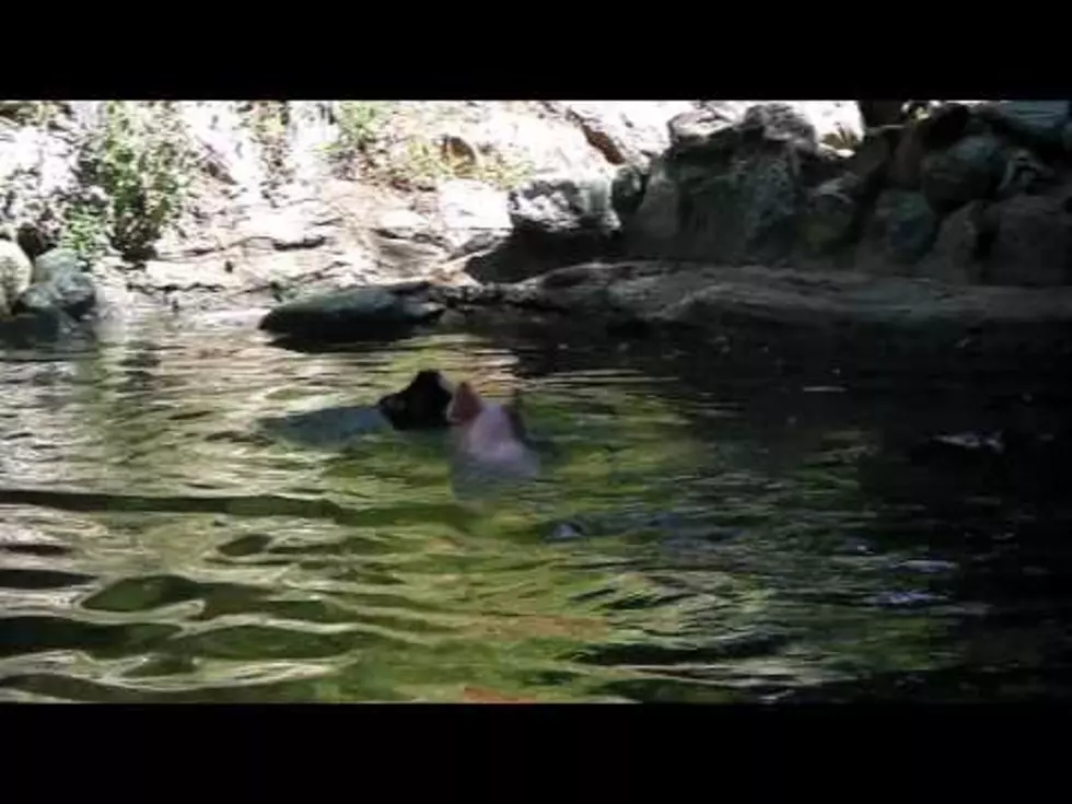 Pig Saves a Drowning Goat [VIDEO]