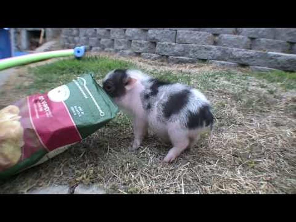 I Want a Miniature Pet Farm [VIDEOS]