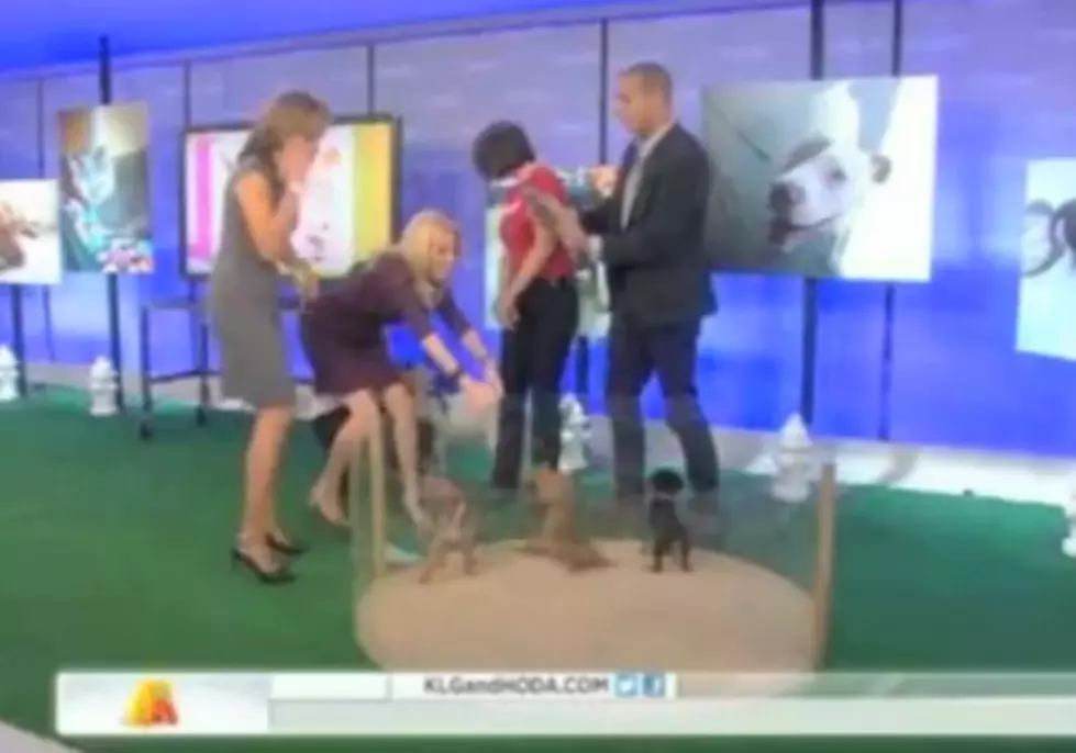 Kathie Lee Gifford Drops Puppy on Its Head During a Today Show Segment [VIDEO]