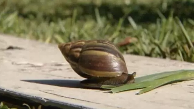 samorost 1 snail