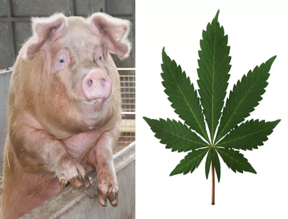 A Seattle Butcher Feeds His Pigs Medical Marijuana for a Marijuana Infused Meat [VIDEO]