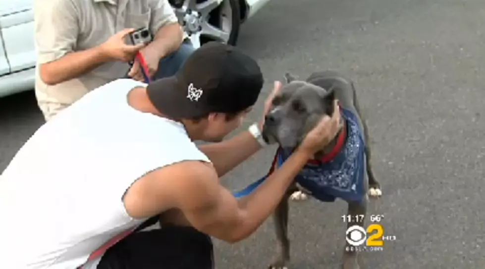 Missing Dog Reunited With His Owner After 3 Years