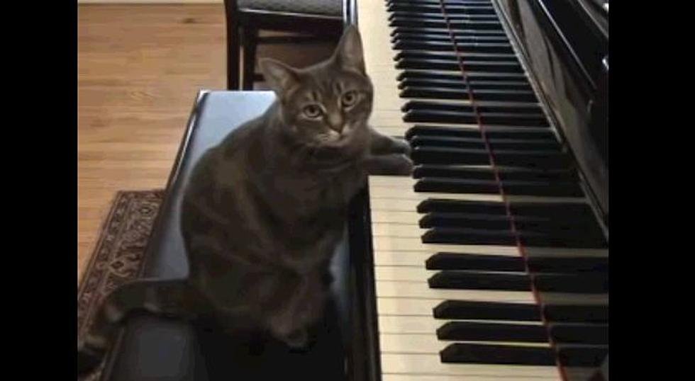 Cute Cat Playing The Piano [VIDEO]