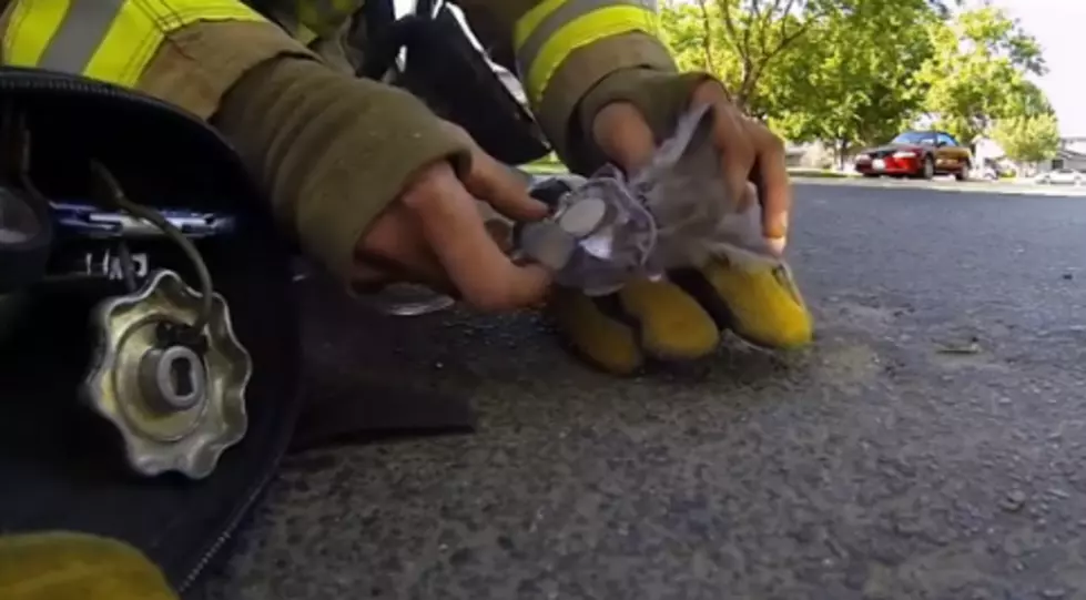 Fireman Saves Kitten [VIDEO]