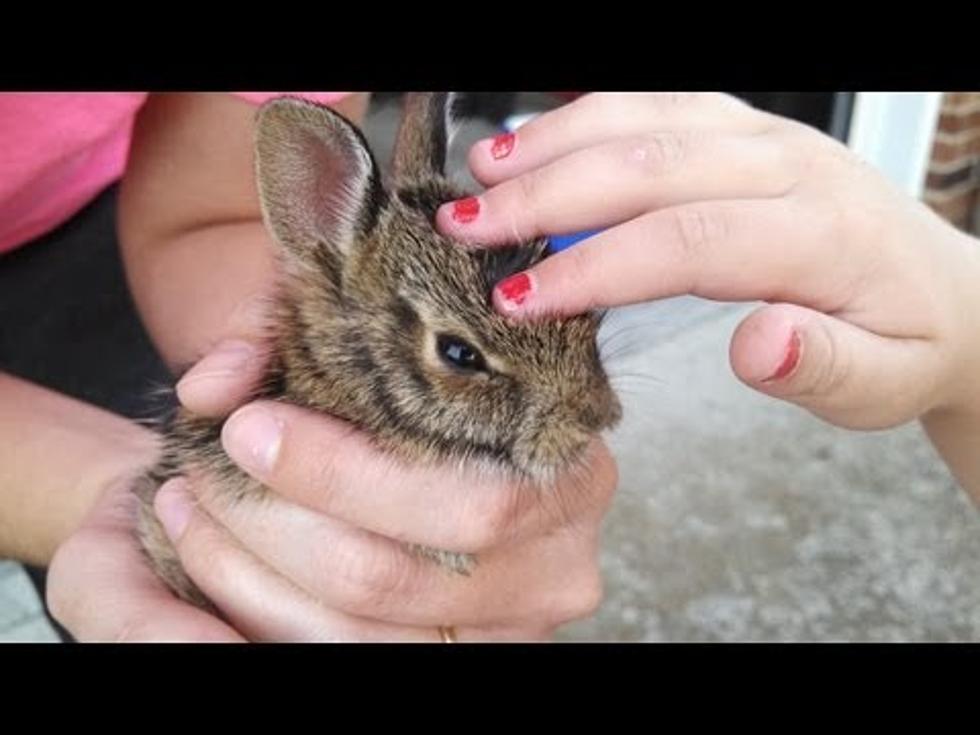 Bunny Takes Flight [VIDEO]