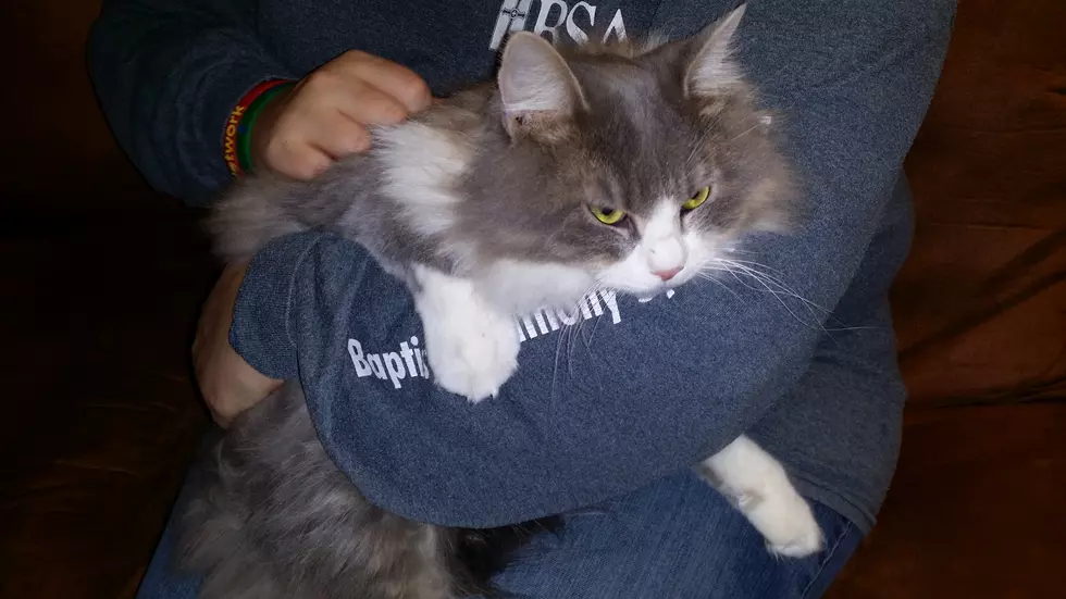 Mix Pet of the Week: Geri – A Beautiful Long Hair Cat [VIDEO]