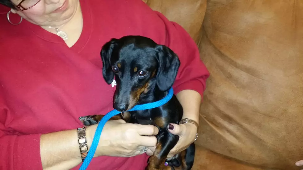 Mix Pet of the Week – Klaus the Dachshund