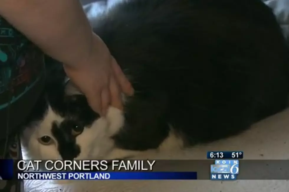 Cat Attacks Family and Holds them Hostage in a Room