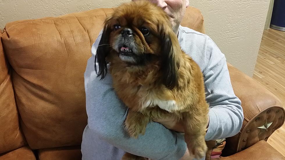 Mix’s ‘Pet Of The Week:’ This Adorable Pekingese May Have Just Gotten Lost