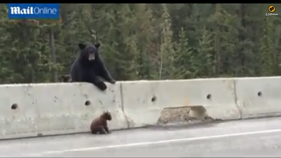 Mama Bear Rescues Baby Cub On Highway [VIDEO]
