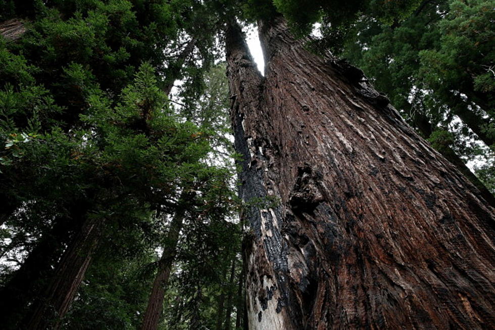 Science Can Determine Centuries of Drought From Tree Rings